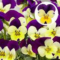 Afbeelding van Viola P9 kleinbloemig Lemon Purple Jump Up